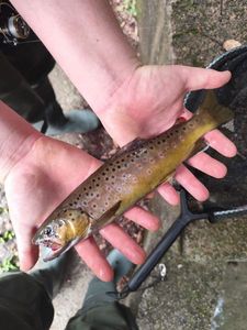 Brown Trout