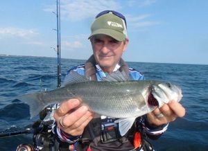 European Bass (Seabass)