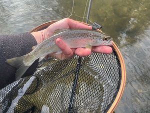 Brown Trout