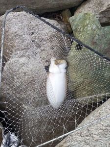 Common Cuttlefish