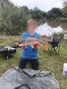 Common Carp