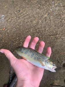 Brown Trout