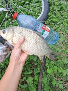 Crucian Carp