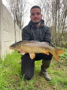 Common Carp