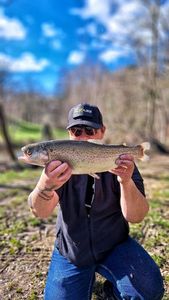 Rainbow Trout