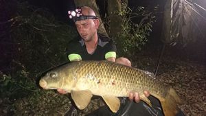 Common Carp
