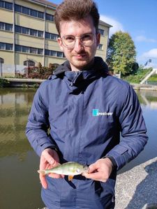 European Perch