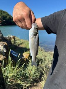 European Bass (Seabass)