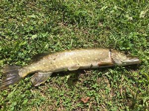 Northern Pike