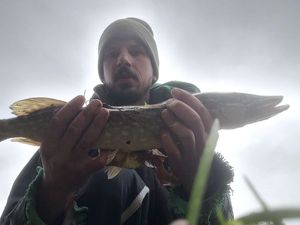 Northern Pike