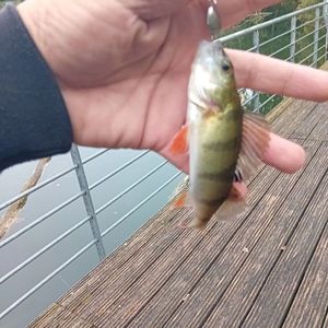 European Perch