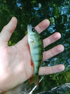 European Perch