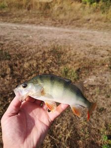 European Perch