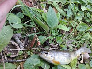 Brown Trout