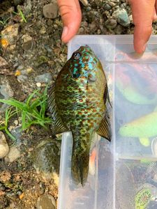 Green Sunfish