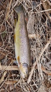 Brown Trout