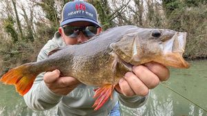 European Perch