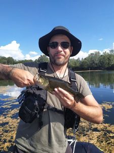 Largemouth Bass
