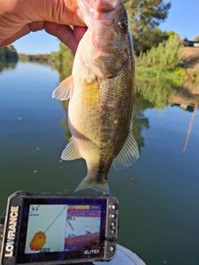 Angler's catch photo