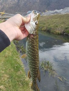 Northern Pike