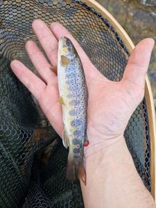 Brown Trout
