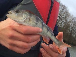 European Perch