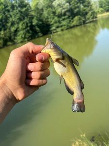 Black Bullhead