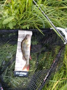 European Perch