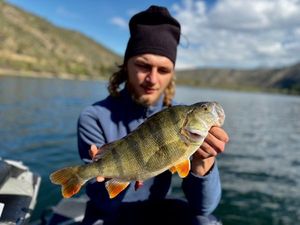 European Perch