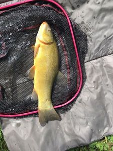 Tench