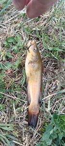 Black Bullhead