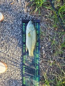 Smallmouth Bass