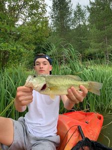 Largemouth Bass