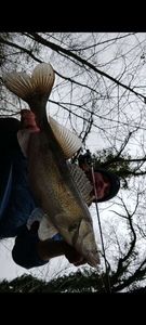 Zander