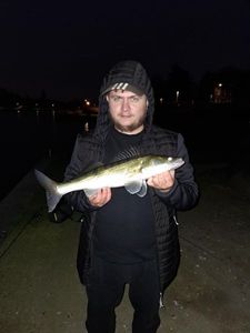 Zander