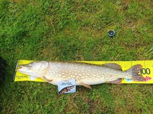 Northern Pike