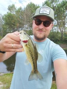 Largemouth Bass