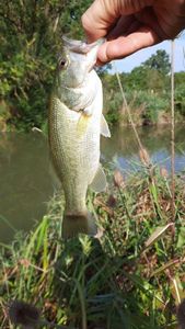 Largemouth Bass