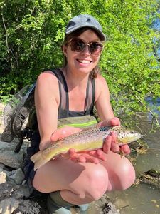 Brown Trout