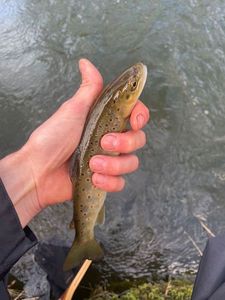 Brown Trout