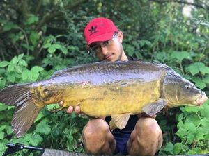 Mirror Carp