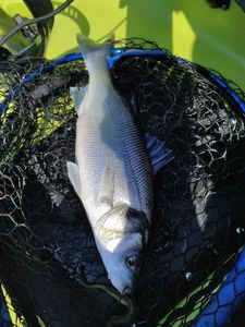 European Bass (Seabass)