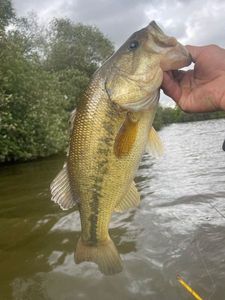 Largemouth Bass