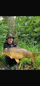 Common Carp
