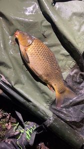 Common Carp