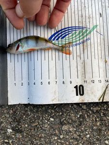 European Perch