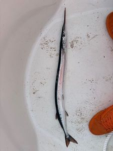 Garfish