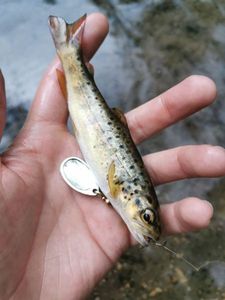 Brown Trout