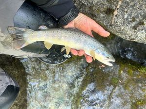 Brown Trout