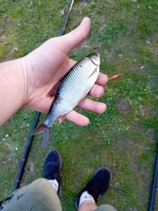 Roach